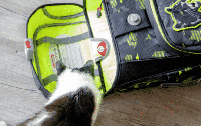 Schnurrstracks in die Schule – Kater Joey bloggt