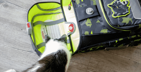 Schnurrstracks in die Schule – Kater Joey bloggt