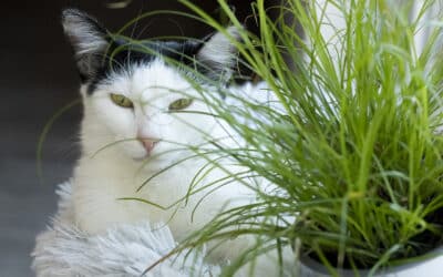 Katzen haben keinen grünen Daumen – Kater Joey bloggt