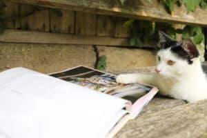 Kater Joey liest im Kochbuch.